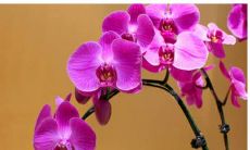 不耐烦对颜值不高的人的十二星座排名