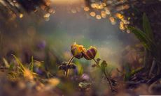 哪些星座男一旦陷入爱河就不轻易放手呢?