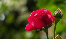 哪些星座女适合成为富有且成功的丈夫所追求的理想妻子?