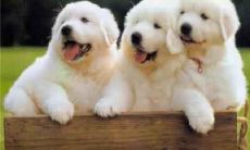 哪些月份出生的生肖属狗的女性享有更好的命运?