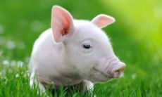 在2021年全面结婚高利月的生肖猪,哪个月结婚最为适宜?