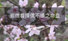分析与解读:紫微斗数在择偶过程中的应用及命盘分析
