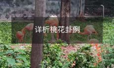 细致探析桃花卦典型案例的解析方法及其背后的卦象意义和应用价值