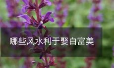 了解哪些独特的风水知识可以帮助你成功娶到白富美伴侣?