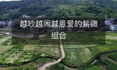 紫微组合:越吵越闹,越恩爱的秘诀揭秘