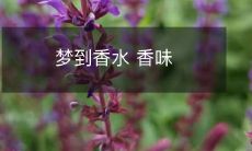 萦绕身旁:留香梦境中的奇妙体验