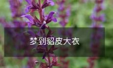 成为现实：我梦到一件华丽的貂皮大衣，如今它成为了我衣橱里最珍贵的宝物！