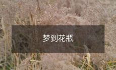 梦中的神秘花瓶：探索无限想象的可能性