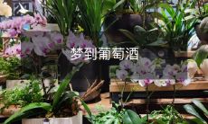 梦见了一场迷人的葡萄酒之旅：探索异国文化、品尝美酒风光无限！