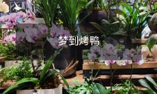 如何在梦中制作完美的烤鸭:一位梦想厨师的经历和技巧分享