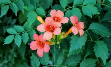 探讨四个星座的本质特质:无法忍受身边人过上幸福和美好生活的困惑心理