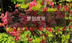 在梦中看到皮带缠绕的奇妙景象：对你潜意识深处的暗示与解读