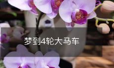 在梦中见到四轮马车,感受到了神秘与豪华的气息!