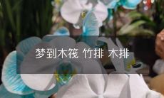 梦见在漫长的河流上乘坐木制筏、竹制排和木制排船的奇妙场景