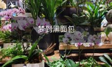 在梦中,我经历了一场神奇的旅程:追逐着黑面包的踪迹,发现了一系列新世界的奇妙冒险!