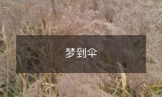 醒来后，我发现自己梦见了伞，它曲线优美、颜色绚丽、形态瑰丽，这是我始料不及的奇幻感受