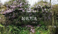 如何选择一个适合你宠物、品牌、孩子或者书籍的名字:一份详细指南