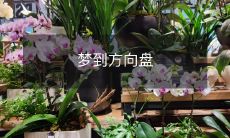 在梦中操纵方向盘：一段充满象征意义的神奇旅途