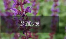 在梦中穿越时空，迷失于一片沙发森林中的奇幻经历