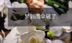 在梦中遭遇雨伞破裂的场景所带来的意涵及体验