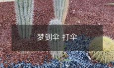 在梦中意外遇到飞行伞,惊喜地打开了它,享受着风与雨的沐浴