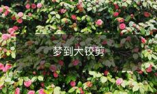 夜晚梦境中的惊险体验：沉浸于大铰剪的魔幻世界