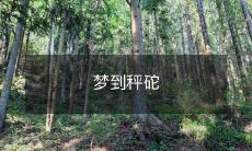 梦境中出现的秤砣,让我思考人生中的重量与平衡问题