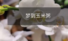 深夜的梦中,我惊奇地梦见了一碗清香可口的热气腾腾的玉米粥:探秘梦中世界的美食之旅