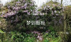 门敞开,意味深长的梦:在梦中探索意识形态和情感层面的橱柜映射