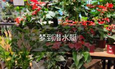 在梦中深入海底穿越大洋的神秘旅程:梦见乘坐潜水艇探险奇妙世界!