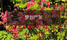 在梦中见到一堆残骸和尸架的可怕场景