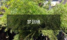 梦中竟然出现了一个大桶，让我惊奇不已！