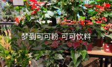 入梦之可可粉和美味可可饮料：探索梦境中的激动人心之旅