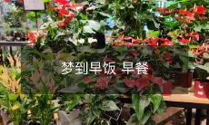 成为梦中的主角:沉浸在梦境中的美味早餐体验