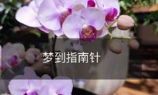 在我的梦中,我看到了一个神秘的指南针,它指引着我走向未知的探险之旅!