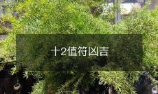 十二生肖的值符预测凶吉命运,探寻生命奥秘!