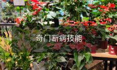 揭示奇门遁甲流传千年的断病技能：剖析妙用、探究传承之路、解读现代应用价值