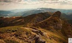 、绿萝 - 带你探讨如何利用植物增加家庭财运的秘密,推荐金桔、银柳、绿萝等家居植物!