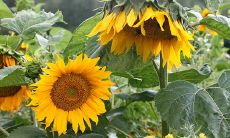 根据八字五行来取名!推荐一系列口感极佳、十分好听的满分婴儿名字,宝妈爸们千万不要错过