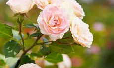 哪种女命格最适合与男命羊刃格相伴？