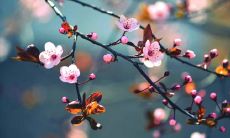 了解大海水命男和石榴木命女的星座特点——探究二者之间的星象亲和度及匹配程度如何?