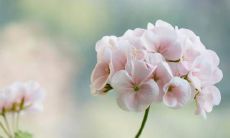 揭秘身旺坐落于正财宫的八字男，如何拥有大富大贵的正财格财运？