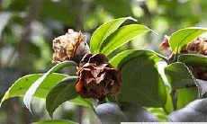 拥有财库之命的女性,未来的综合运势如何呢?