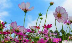 城头土命女和天上火命男的婚姻前景如何呢?他们的婚姻运势能否如意?