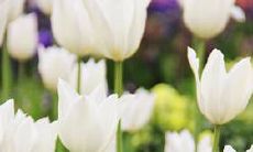 石榴木命和松柏土命的团队协作是否能够取得成功?