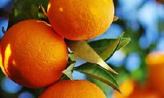 阳刃格的人在未来的岁月中的综合运势究竟如何?