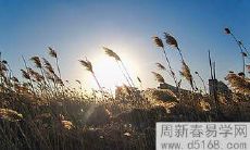 建禄格的定义以及食神在喜神和忌神方面的差异是什么？