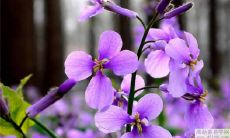 什么是偏印格六神旺度及其对八字命盘的影响?