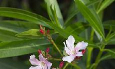 如果你是阳刃格的人，为了获得幸福的婚姻，你应该找一个怎样的配偶？