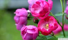 乙卯日柱所对应的人在2022年结婚的机率是否较高？